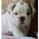 Englische Bulldogge Welpen - Rüde