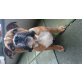 Englische Bulldogge Welpen - Rüde