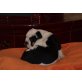 Englische Bulldogge Welpen - Rüde