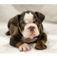 Englische Bulldogge Welpen - Rüde