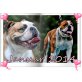 Englische Bulldogge Welpen - Rüde