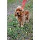 Englischer Cockerspaniel - Hündin