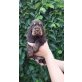 Englischer Cockerspaniel - Hündin