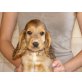 Englischer Cockerspaniel - Hündin