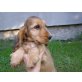 Englischer Cockerspaniel - Hündin