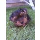 Englischer Cockerspaniel - Hündin