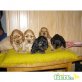 Englischer Cockerspaniel - Hündin