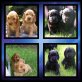 Englischer Cockerspaniel - Hündin