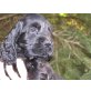 Englischer Cockerspaniel - Hündin