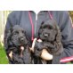 Englischer Cockerspaniel - Hündin