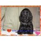 Englischer Cockerspaniel - Hündin