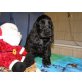 Englischer Cockerspaniel - Hündin