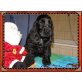 Englischer Cockerspaniel - Hündin