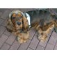 Englischer Cockerspaniel - Hündin