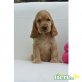 Englischer Cockerspaniel - Hündin