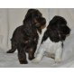 Englischer Cockerspaniel - Hündin