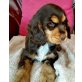 Englischer Cockerspaniel - Hündin