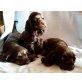 Englischer Cockerspaniel - Hündin