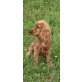 Englischer Cockerspaniel - Hündin