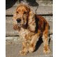 Englischer Cockerspaniel - Rüde