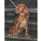 Englischer Cockerspaniel - Rüde