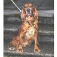 Englischer Cockerspaniel - Rüde
