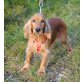 Englischer Cockerspaniel - Rüde