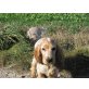 Englischer Cockerspaniel - Rüde