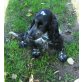 Englischer Cockerspaniel - Rüde