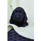 Englischer Cockerspaniel - Rüde