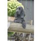 Englischer Cockerspaniel - Rüde