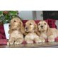 Englischer Cockerspaniel - Rüde