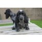 Englischer Cockerspaniel - Rüde