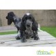 Englischer Cockerspaniel - Rüde