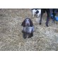 Englischer Cockerspaniel - Rüde