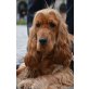 Englischer Cockerspaniel - Rüde