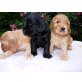 Englischer Cockerspaniel Welpen - Hündin