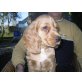 Englischer Cockerspaniel Welpen - Hündin
