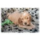 Englischer Cockerspaniel Welpen - Hündin