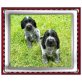 Englischer Cockerspaniel Welpen - Hündin