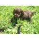 Englischer Cockerspaniel Welpen - Hündin