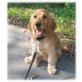 Englischer Cockerspaniel Welpen - Hündin