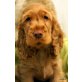 Englischer Cockerspaniel Welpen - Hündin