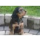 Englischer Cockerspaniel Welpen - Hündin
