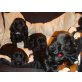Englischer Cockerspaniel Welpen - Hündin