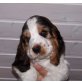 Englischer Cockerspaniel Welpen - Hündin