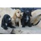 Englischer Cockerspaniel Welpen - Hündin