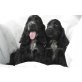 Englischer Cockerspaniel Welpen - Hündin