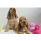 Englischer Cockerspaniel Welpen - Hündin