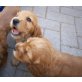 Englischer Cockerspaniel Welpen - Hündin